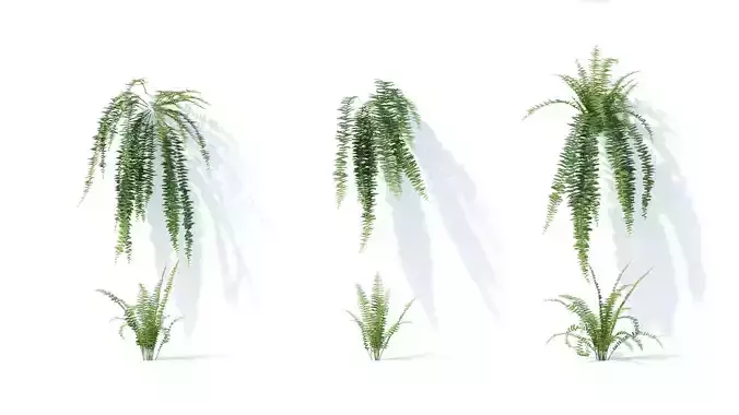 Nephrolepis exaltata 6 variations 3D model