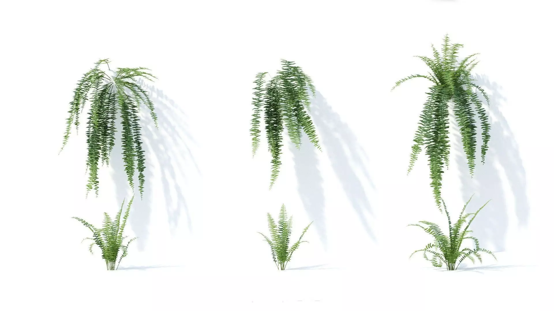 Nephrolepis exaltata 6 variations 3D model_0