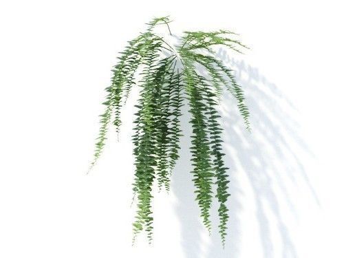 Nephrolepis exaltata 6 variations 3D model_6