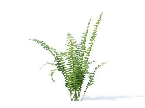 Nephrolepis exaltata 6 variations 3D model_3