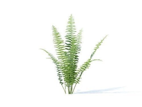 Nephrolepis exaltata 6 variations 3D model_2