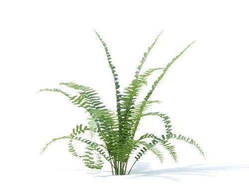 Nephrolepis exaltata 6 variations 3D model_1