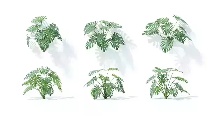 Monstera  deliciosa 6 variations 3D model