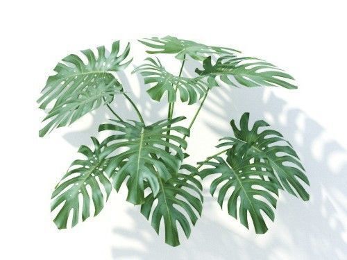 Monstera  deliciosa 6 variations 3D model_5