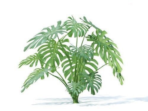 Monstera  deliciosa 6 variations 3D model_3