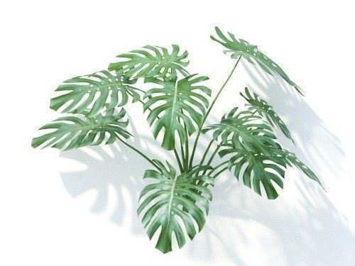 Monstera  deliciosa 6 variations 3D model_4