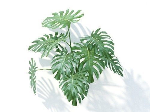 Monstera  deliciosa 6 variations 3D model_6