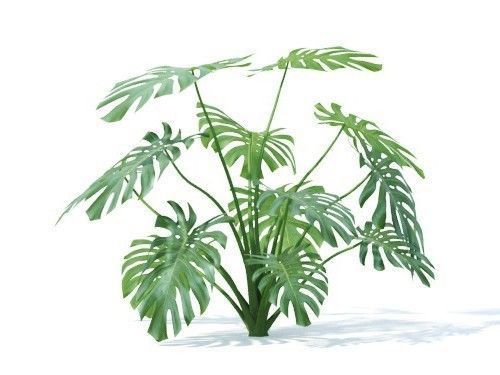 Monstera  deliciosa 6 variations 3D model_2
