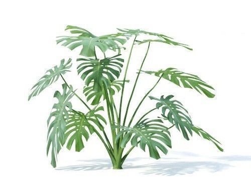 Monstera  deliciosa 6 variations 3D model_1