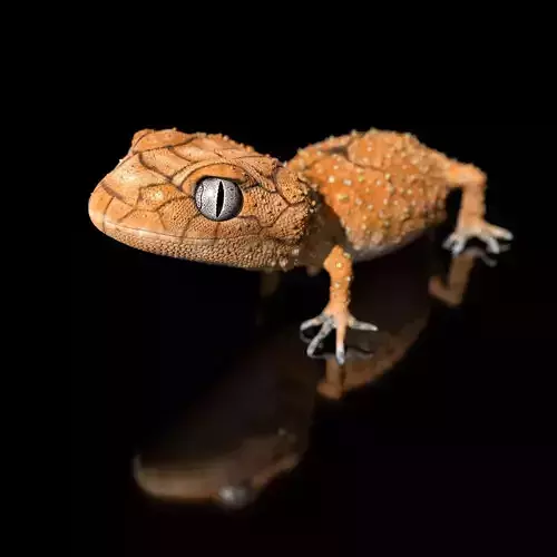Centralian rough knob-tail gecko Highpolygon 3D model full-size 