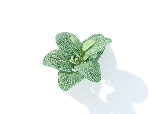 Fittonia  albivenis 6 variations 3D model_4