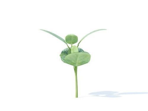 Fittonia  albivenis 6 variations 3D model_1