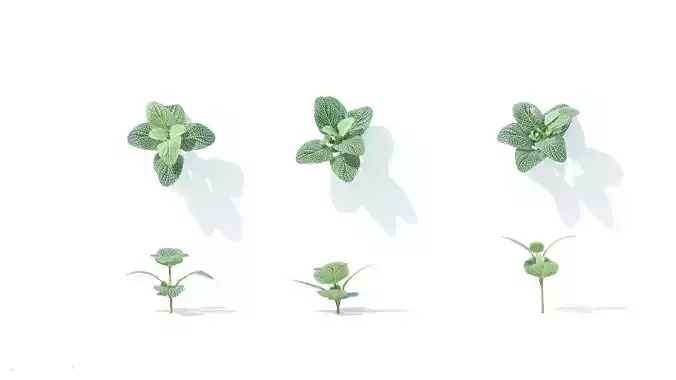 Fittonia  albivenis 6 variations 3D model