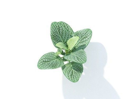 Fittonia  albivenis 6 variations 3D model_5