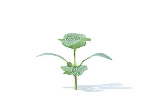 Fittonia  albivenis 6 variations 3D model_3