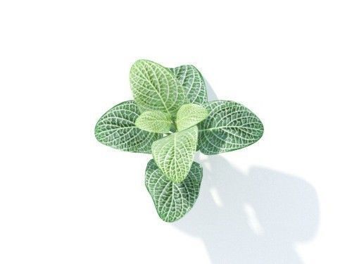 Fittonia  albivenis 6 variations 3D model_6