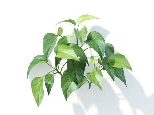 Epipremnum  aureum 6 variations 3D model_6