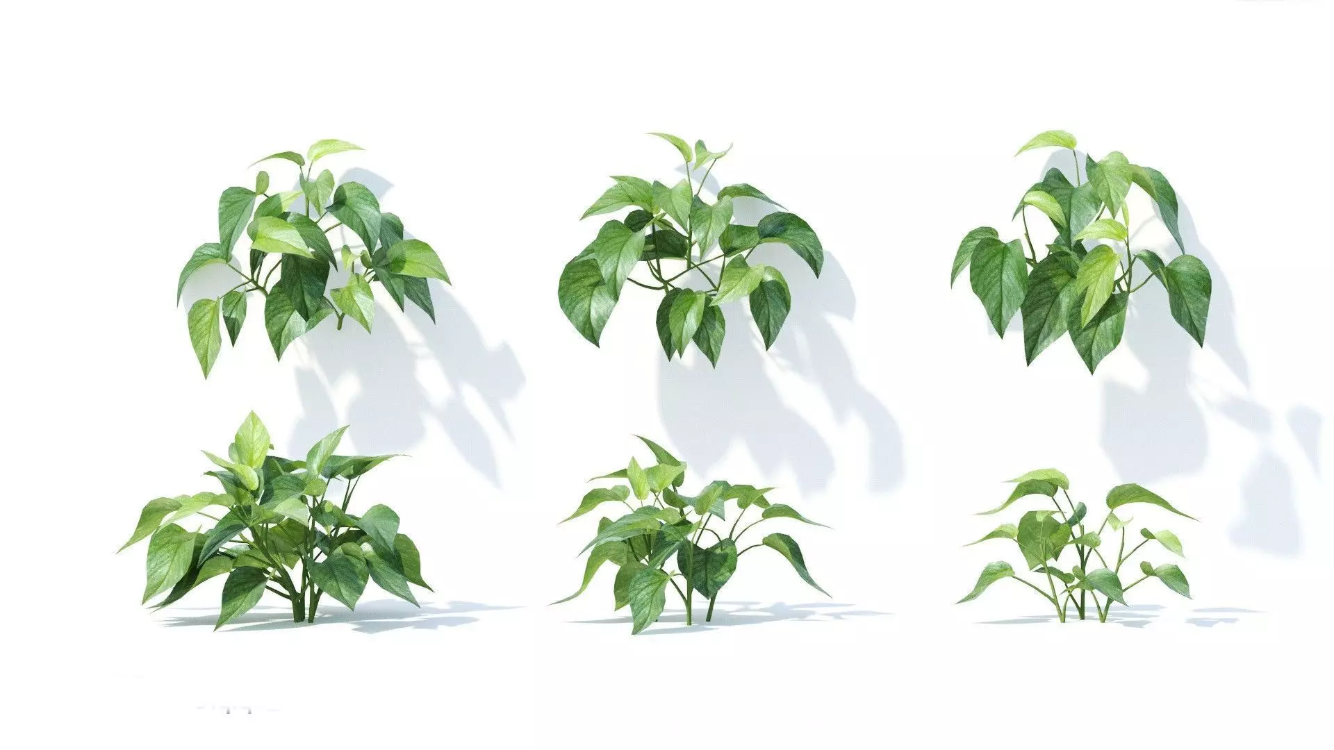 Epipremnum  aureum 6 variations 3D model_0