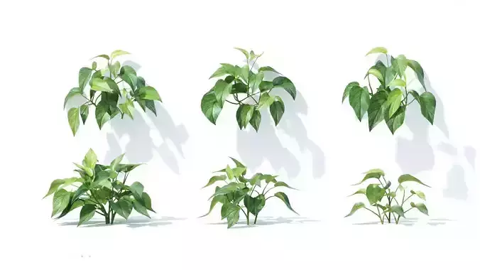 Epipremnum  aureum 6 variations 3D model