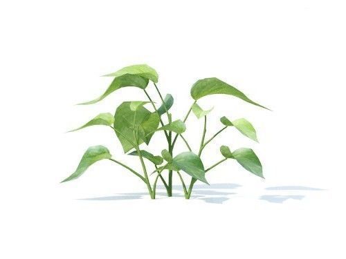 Epipremnum  aureum 6 variations 3D model_1