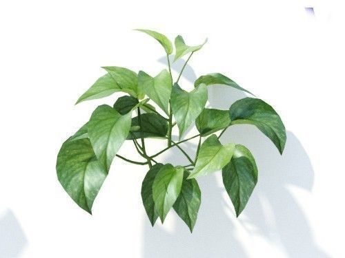 Epipremnum  aureum 6 variations 3D model_5