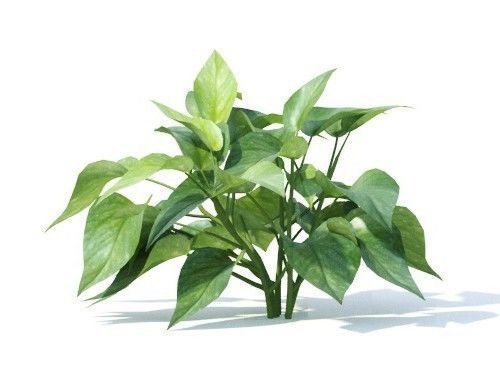 Epipremnum  aureum 6 variations 3D model_3