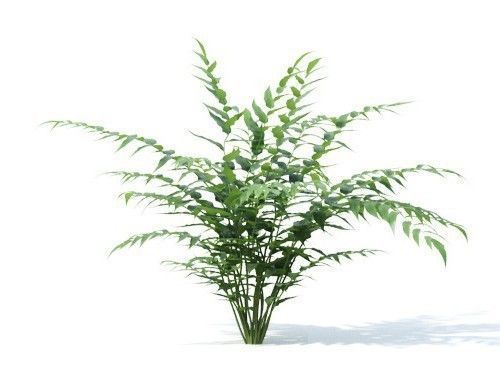 Cyrtomium falcatum 6 variations 3D model_3