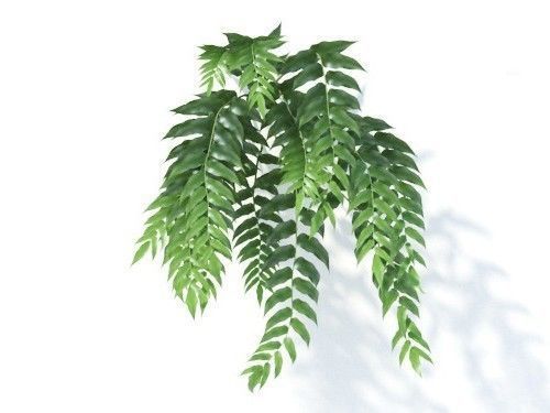 Cyrtomium falcatum 6 variations 3D model_4