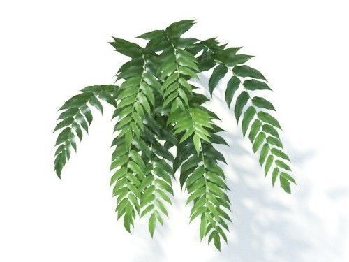 Cyrtomium falcatum 6 variations 3D model_5