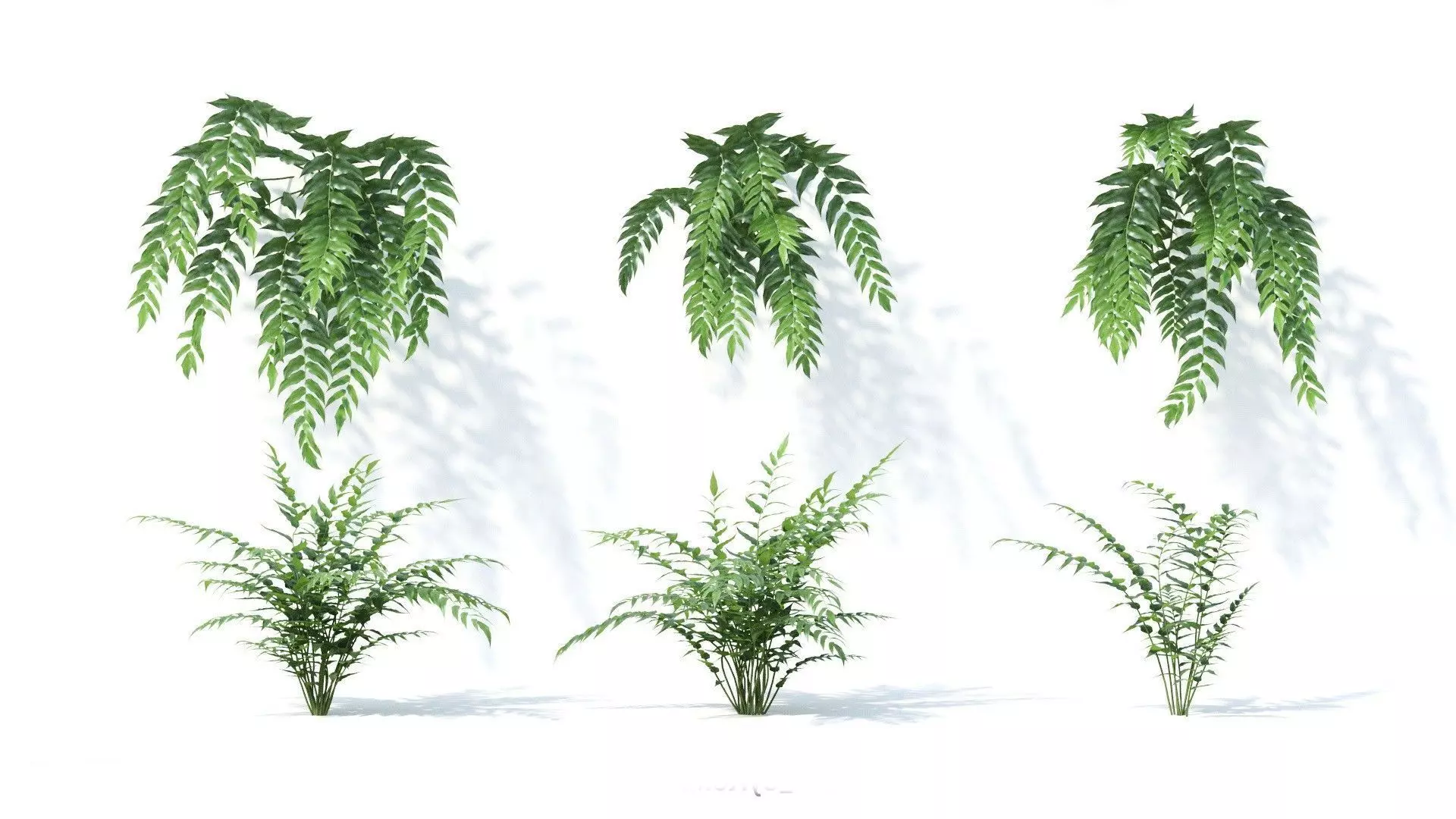 Cyrtomium falcatum 6 variations 3D model_0