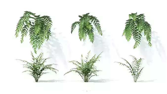 Cyrtomium falcatum 6 variations 3D model