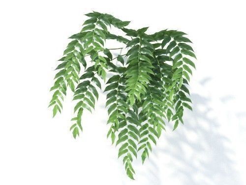 Cyrtomium falcatum 6 variations 3D model_6