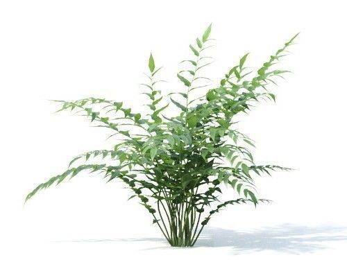 Cyrtomium falcatum 6 variations 3D model_2