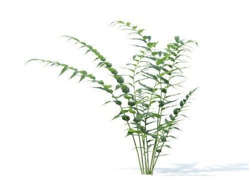 Cyrtomium falcatum 6 variations 3D model_1