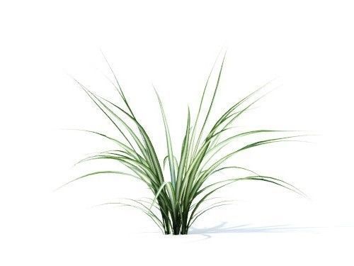Chlorophytum comosum 6 variations 3D model_2