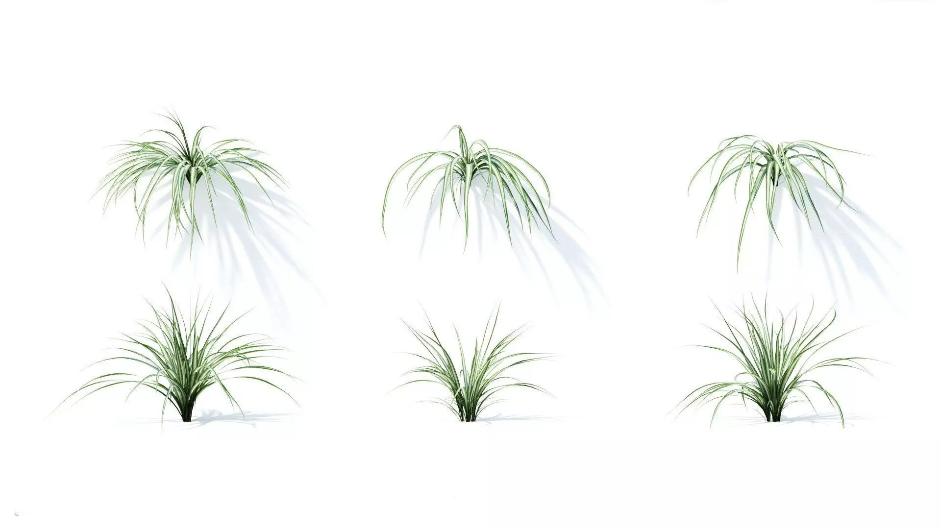 Chlorophytum comosum 6 variations 3D model_0