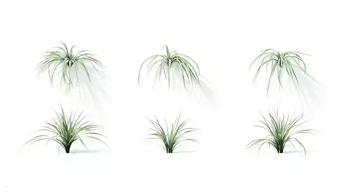 Chlorophytum comosum 6 variations 3D model