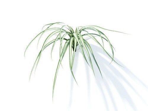 Chlorophytum comosum 6 variations 3D model_4