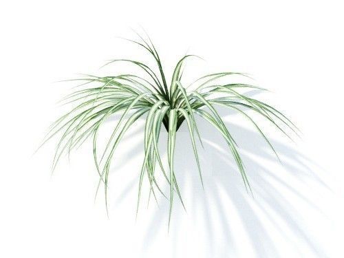 Chlorophytum comosum 6 variations 3D model_6