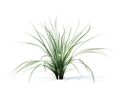 Chlorophytum comosum 6 variations 3D model_1