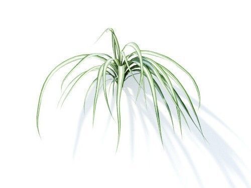 Chlorophytum comosum 6 variations 3D model_5