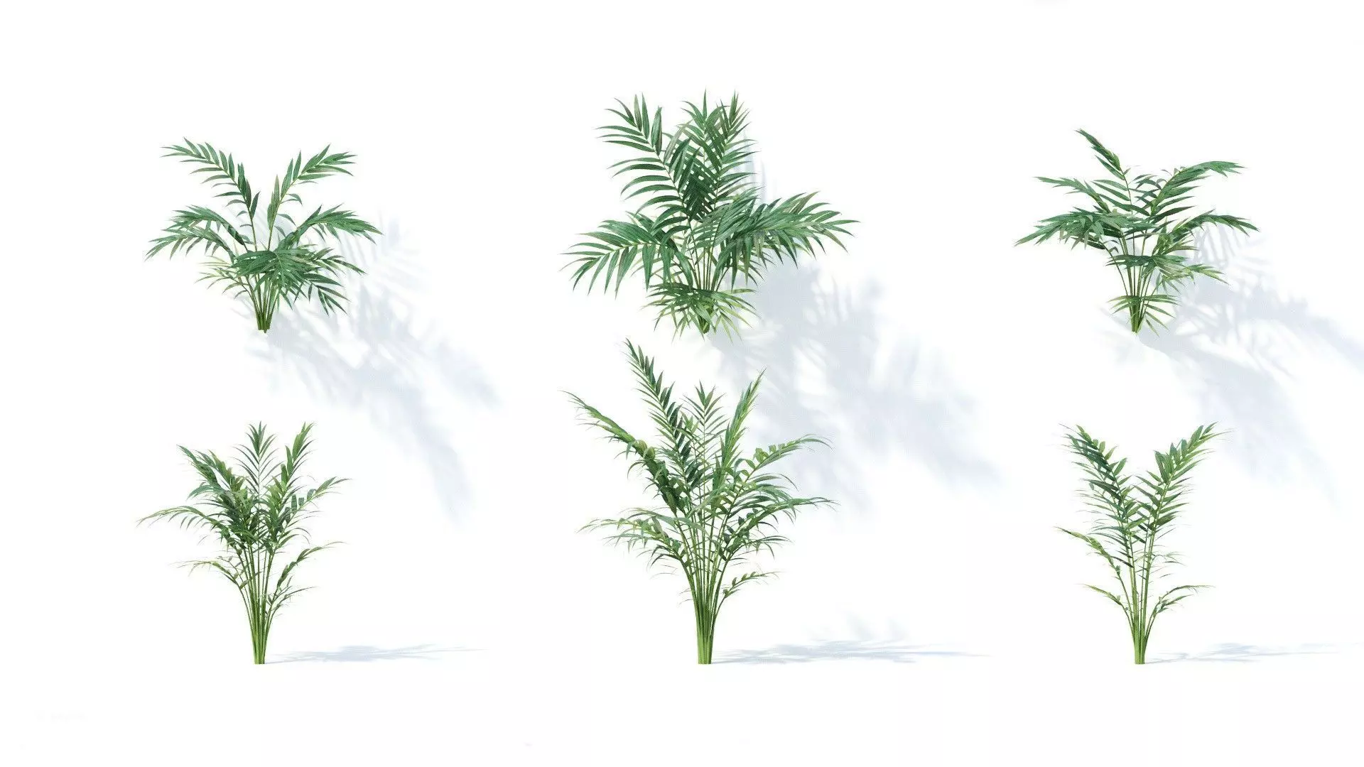 Chamaedorea  elegans 6 variations 3D model_0