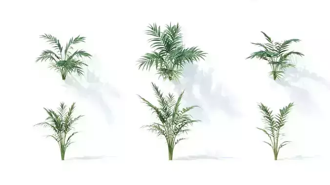 Chamaedorea  elegans 6 variations 3D model