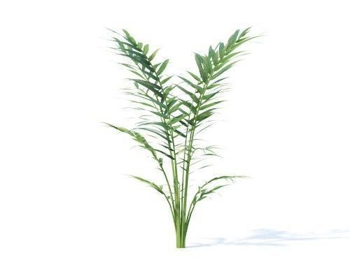 Chamaedorea  elegans 6 variations 3D model_1