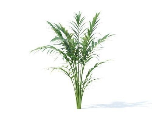 Chamaedorea  elegans 6 variations 3D model_3