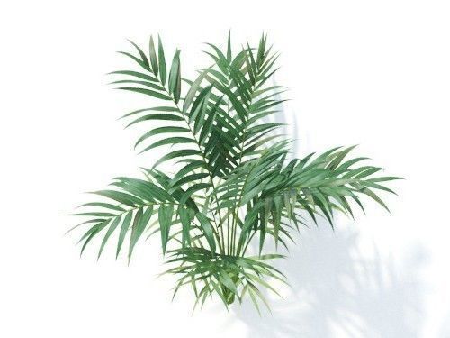 Chamaedorea  elegans 6 variations 3D model_5