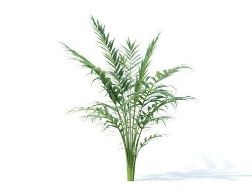 Chamaedorea  elegans 6 variations 3D model_2