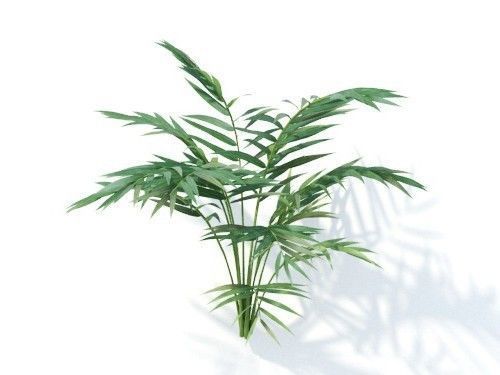 Chamaedorea  elegans 6 variations 3D model_4