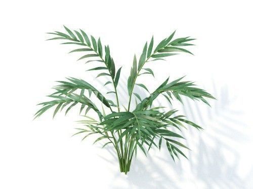 Chamaedorea  elegans 6 variations 3D model_6