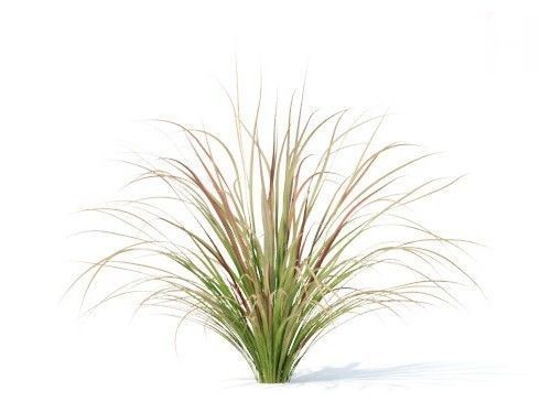 Carex  testacea 6 variations 3D model_3
